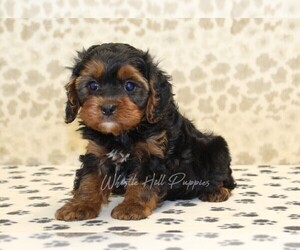 Cavapoo Puppy for sale in DENVER, PA, USA