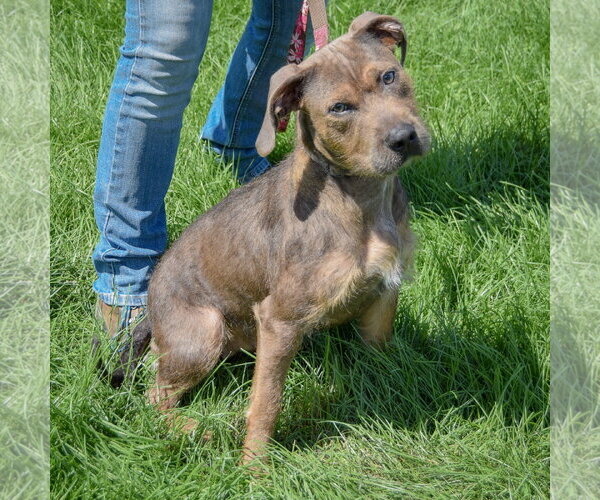 Medium Photo #3 American Staffordshire Terrier-Unknown Mix Puppy For Sale in Huntley, IL, USA