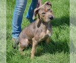 Small #2 American Staffordshire Terrier Mix