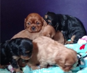 Cavalier King Charles Spaniel Puppy for Sale in PORT ORCHARD, Washington USA