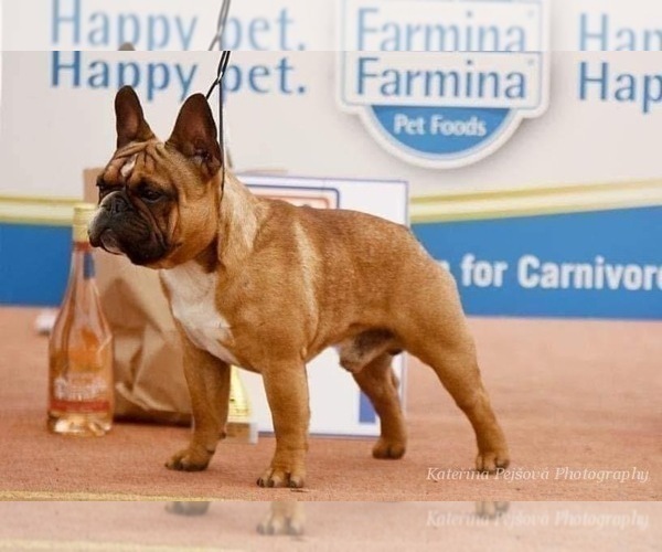 Medium Photo #1 French Bulldog Puppy For Sale in GREENVILLE, SC, USA