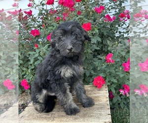 Goldendoodle (Miniature) Puppy for sale in MIDDLEBURY, IN, USA