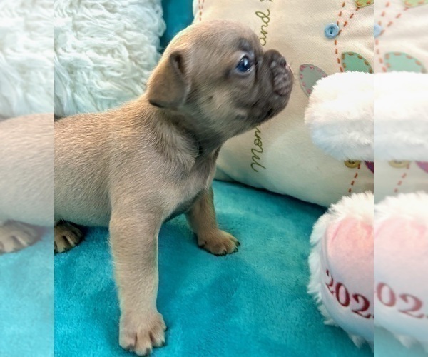 Medium Photo #33 French Bulldog Puppy For Sale in DAYTON, OH, USA