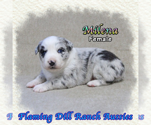 Dachshund Puppy for sale in FORESTBURG, TX, USA