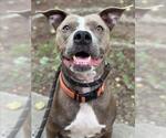 Small #1 American Pit Bull Terrier