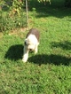 Small Old English Sheepdog