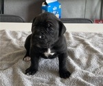 Small #41 Cane Corso
