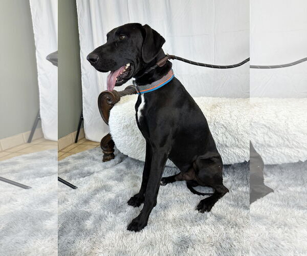 Medium Photo #2 Great Dane Puppy For Sale in Goodyear, AZ, USA