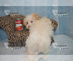 Small Photo #6 Maltipoo Puppy For Sale in SANGER, TX, USA