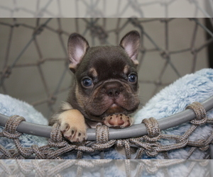 French Bulldog Puppy for sale in VALRICO, FL, USA