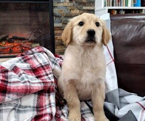 Golden Retriever Puppy for sale in EVERETT, WA, USA
