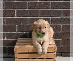 Golden Retriever Puppy for sale in APPLE CREEK, OH, USA