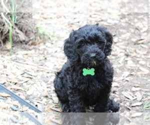 Goldendoodle (Miniature) Puppy for sale in MORGAN, GA, USA