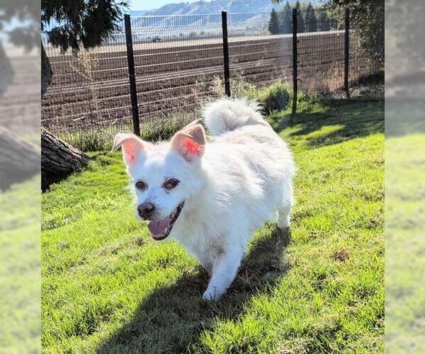 Medium Photo #1 Mutt Puppy For Sale in San Martin, CA, USA