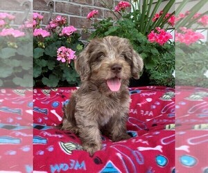 Labradoodle Puppy for sale in GREENWOOD, IN, USA