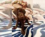 Small Photo #6 Labrador Retriever Puppy For Sale in RANCHO CUCAMONGA, CA, USA