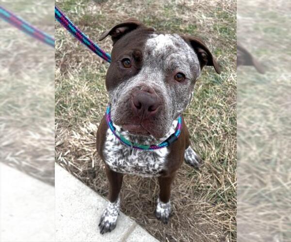 Medium Photo #1 American Pit Bull Terrier Puppy For Sale in Derwood, MD, USA