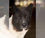 Small Photo #1  Puppy For Sale in , 