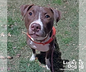 Labrador Retriever-Unknown Mix Dogs for adoption in Washington, DC, USA