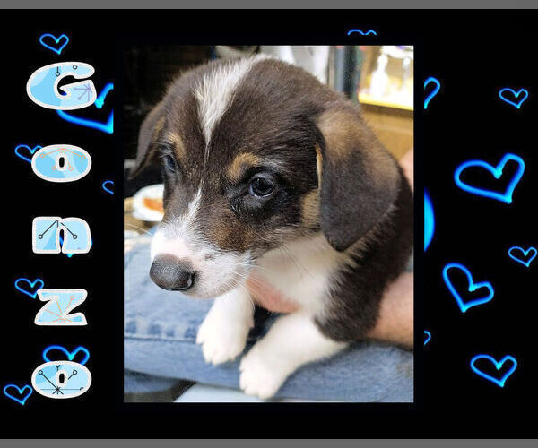 Medium Photo #5 Cowboy Corgi Puppy For Sale in GALLEGOS, NM, USA