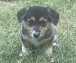 Small Photo #5 Pembroke Welsh Corgi Puppy For Sale in BRYAN, TX, USA