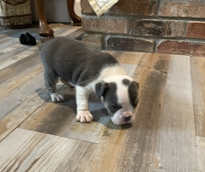 Olde English Bulldogge Puppy for sale in FLORENCE, AL, USA
