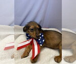 Small Dachshund Mix