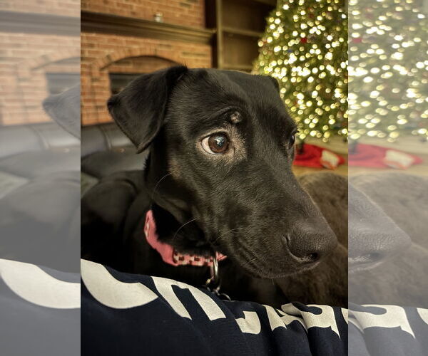 Medium Photo #1 Labrador Retriever-Unknown Mix Puppy For Sale in Plainfield, IL, USA