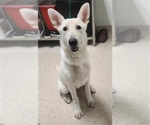Siberian Husky Dogs for adoption in Bakersfield, CA, USA