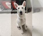 Small Siberian Husky
