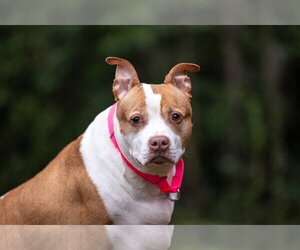 Pumpkin Latte - Female American Staffordshire Terrier-Unknown Mix Dog for Adoption - Photo #10