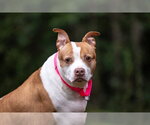 Small Photo #10 American Staffordshire Terrier-Unknown Mix Puppy For Sale in Holly Springs, NC, USA