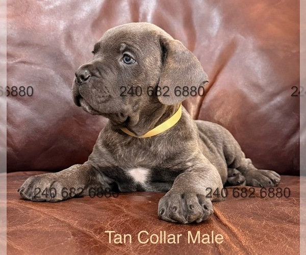 Medium Photo #3 Cane Corso Puppy For Sale in LA PLATA, MD, USA