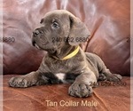 Small #2 Cane Corso