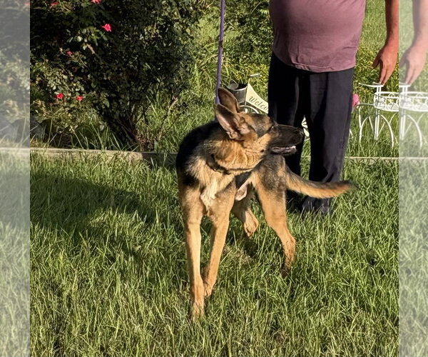 Medium Photo #3 German Shepherd Dog Puppy For Sale in Holly Hill, SC, USA