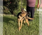 Small #2 German Shepherd Dog