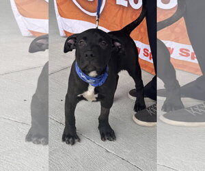 Labrador Retriever-Unknown Mix Dogs for adoption in Sanford, FL, USA
