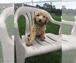 Lizzy - Female Poodle (Miniature) Dog for Adoption - Small photo