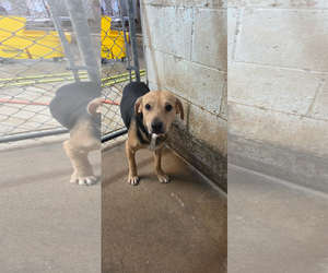 Labrador Retriever-Unknown Mix Dogs for adoption in El Centro, CA, USA