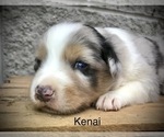 Small Photo #14 Australian Shepherd Puppy For Sale in ARBA, IN, USA