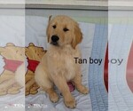 Small Photo #12 Golden Retriever Puppy For Sale in WARRENSBURG, MO, USA
