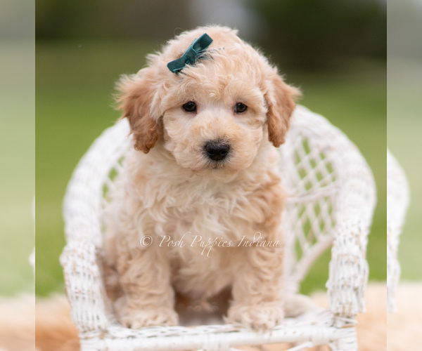 Medium Photo #2 Goldendoodle (Miniature) Puppy For Sale in WARSAW, IN, USA
