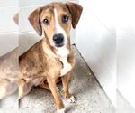 Small #1 Beagle Mix