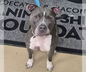 Mutt Dogs for adoption in Decatur, IL, USA