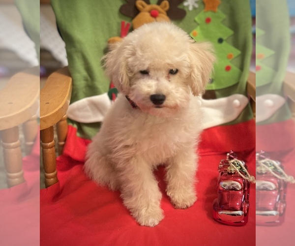 Medium Photo #2 Poodle (Toy) Puppy For Sale in COCHRANTON, PA, USA
