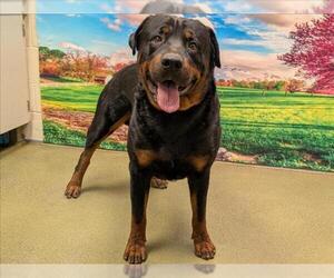 Rottweiler-Unknown Mix Dogs for adoption in Moreno Valley, CA, USA