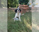 Small #6 Great Pyrenees Mix