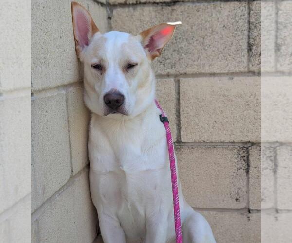 Medium Photo #9 Mutt Puppy For Sale in Rockwall, TX, USA