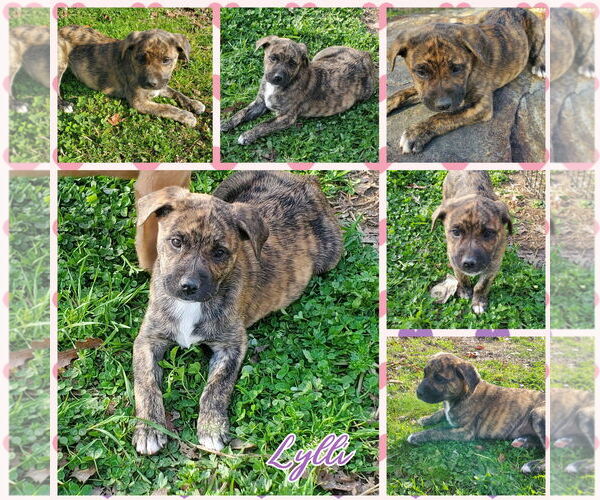 Medium Photo #4 Mastador Puppy For Sale in Blacksburg, SC, USA