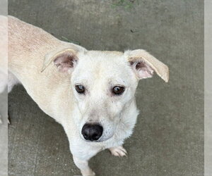 Chihuahua-Unknown Mix Dogs for adoption in Tulsa, OK, USA